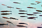If you look closer, the fishes are actually red