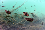 Besides the fishes we get more inhabitants here