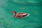 Even in the upper lakes we see these creatures again, did they swim all the way across the 16 lakes?