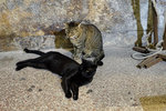 Oops..now better get away before they pounce!