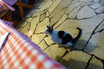 He was always there waiting attentively by your table for your orders (or food)... shall we give him some tips?