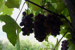 The grapes looked big and ripen... shamed that we didn't have a chance to try them out!