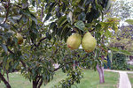The hotel grew its own fruits in their own garden. These were pear trees