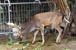 and there was an area where they had a mini 'zoo'... my first time to see a bambi live