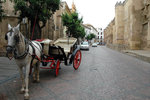 Horse-drawn carriage waiting for you (and your money)