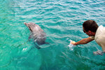 Dolphin: "No food? I guess it's good-bye then" 
Human: "Wait up!"
