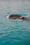 Two Dolphins were chasing after a baseball cap... in here you couldn't tell the difference in behaviours between a dog and a dolphin. @_@