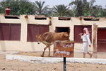 Threshing... the cow is walking in circles.