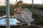 A pair of pelicans