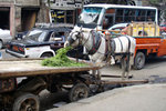 A donkey eating his meal... Bon Appetit!