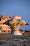 Mushroom, old white desert