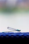 Dragonfly sitting on my balcony rail