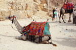 A resting camel
