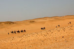 Camel trails