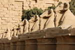 The avenue of ram-headed sphinxes welcome you to the temple