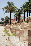 Avenue of Sphinxes. If you are faithful enough to walk along this avenue for 3km, then you will be granted the sigh of Temple of Karnak. (Of course I took the taxi)