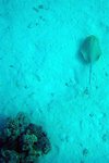 The prize of the dive... a sting ray happily flapping along the seabed