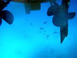 Lots of small fishes found near the propellers.. they really like these propellers!