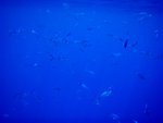 Once you approach, they will scatter around you, make you feel you are engulfed by the school of fish