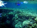 Check out how shallow the reefs are grown!