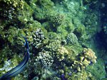 Shot from the 3rd site: The corals near the surface are not as nice as the other two. Maybe that's why it should be really for diving and not snorkelling.
