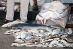 sharks, stingrays and others