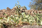 Cactus grown in Parc Guell
