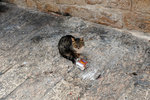 I didn't know a cat could use a straw... anyway he did not look too happy for me to stay around and find out further...