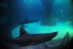 Shark's pool - Most of the sharks in the pool are the impressive sandbar sharks.
