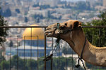 What was a camel doing here? was he as lost as me?