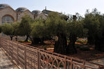 This is the garden where Jesus prayed after the last supper and got betrayed and arrested