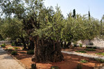 A study conducted by the National Research Council of Italy in 2012 found that several olive trees in the garden are amongst the oldest known with dates of 1092, 1166 and 1198 CE. Damn, I originally thought those were there during the times of Jesus...