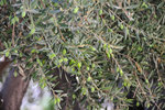 These 900 year old trees still produce olives!!