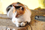 Like all sacred places, this, too is guarded by its own guardian...