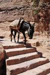 Not sure if you know it, donkeys can be programmed to go up and down the stairs on their own...