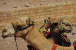 Camels have beautiful eyelashes