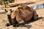 A charming camel resting lazily... probably it is not her shift yet...