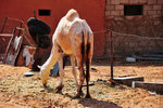 A white camel, though he looks relatively under-fed...