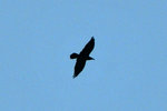 One of the fellow camper (from Netherlands) was actually a bird watcher and she told me the name of the bird and gave me a lecture on the birds and the migration path, which I have now forgotten of course