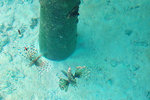 including these lionfishes... They were swimming happily near our ladder and i almost stepped onto them when descending