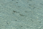 On the last day the water was so clear I spotted these baby sharks swimming around the resort