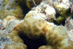 Finally we started to see some corals as we made our way to the platform near the jetty