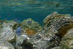 and found some fishes hiding around the rocks