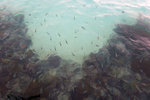 Plenty of fishes near the pier