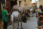 Donkeys transporting hides to and from the tanneries and leather shops