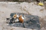 This is the home of these poor kittens, I got up early and saw them sleeping here..