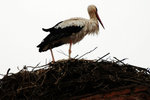 Stork on top of Bab Agnaou