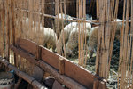 It seems the only sign of life forms found in this deserted Kasbah is a flock of sheep...