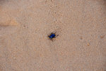 Another scarab beetle... last time I saw it was in Egypt