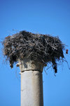 No matter how long I have waited, there were no storks found in the nest